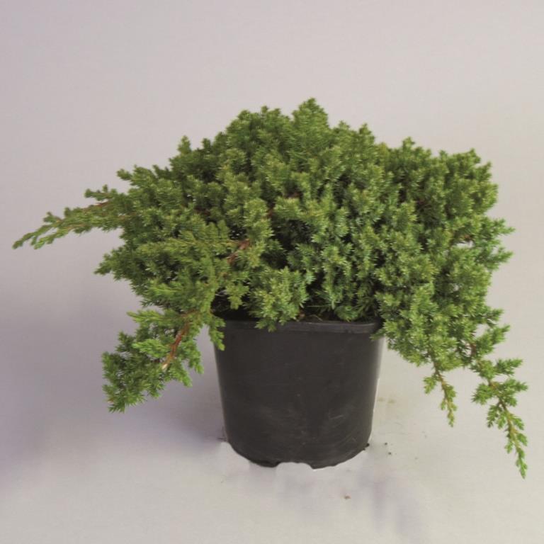 Можжевельник лежачий Нана